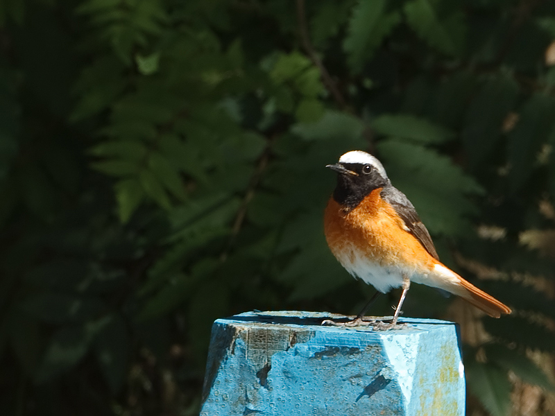 Phoenicurus phoenicurus Common Redstart Gekraagde Roodstaart